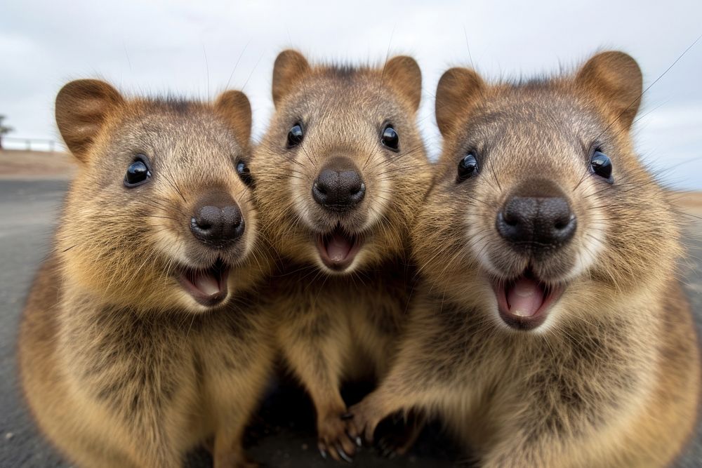Selfie group of quokkas wildlife mammal animal.