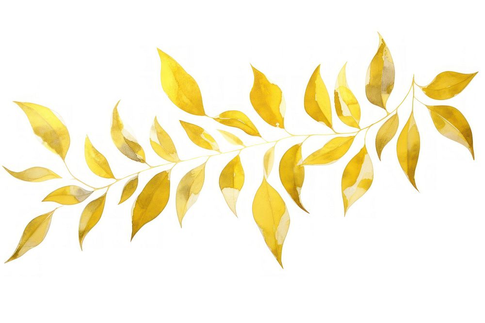 Gold leafs plant white background macrocystis.