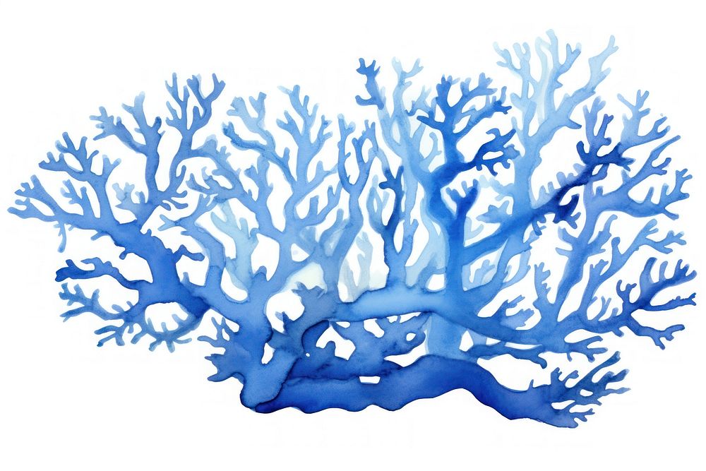 Pretty blue corals nature water sea.