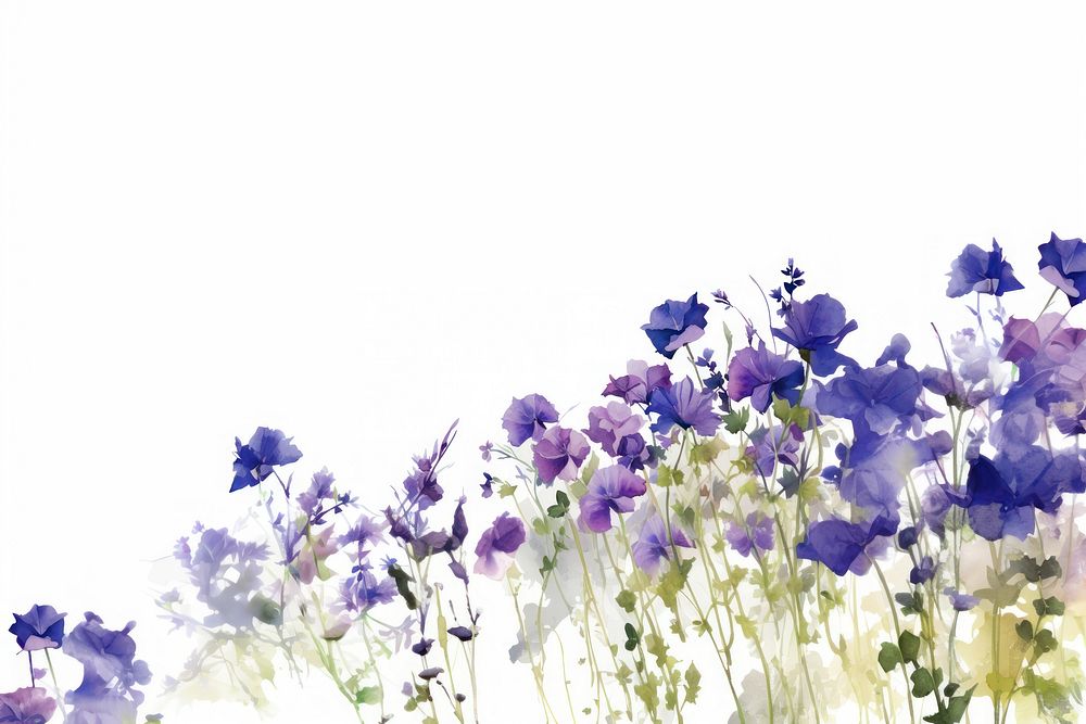 Purple flowers backgrounds lavender outdoors.