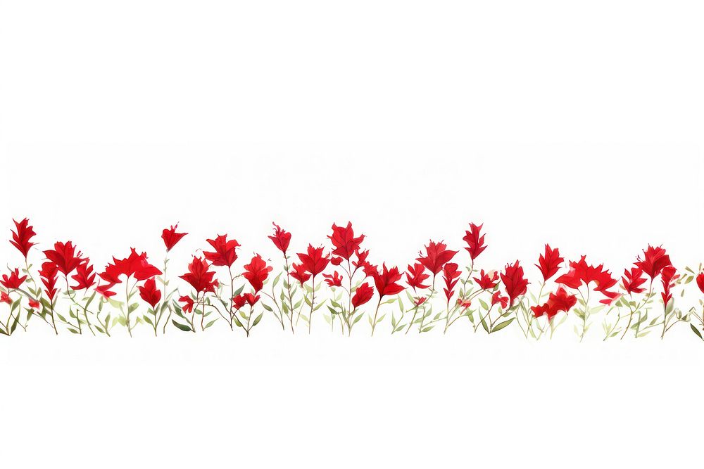 Red flowers plant petal white background.