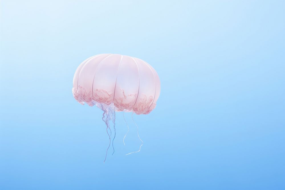 Jellyfish animal invertebrate transparent.