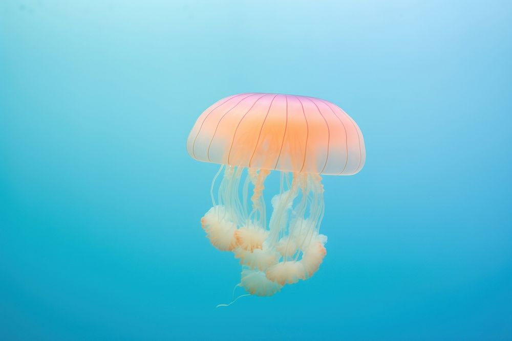 Beautiful jellyfish animal invertebrate.