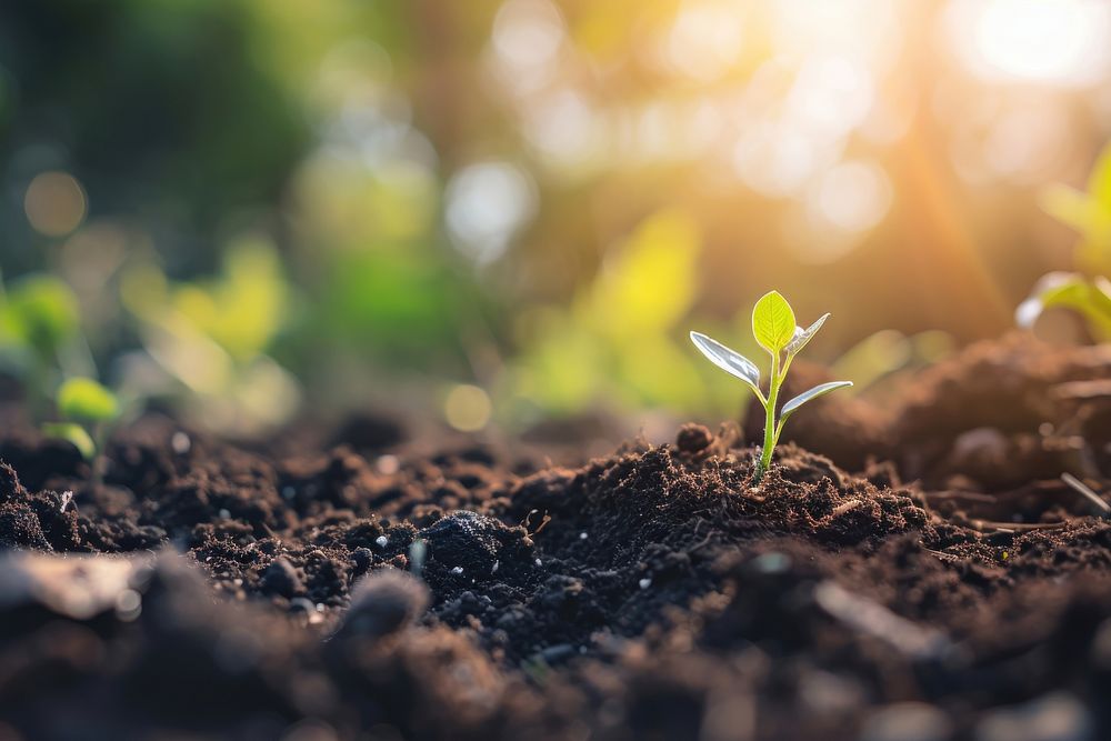 Gardening soil with a seedling backdrop outdoors nature plant. AI generated Image by rawpixel.
