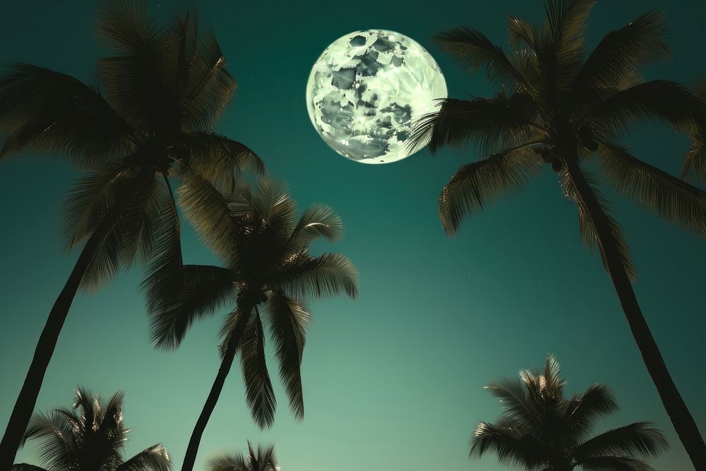 Full moon with palm trees astronomy outdoors nature.