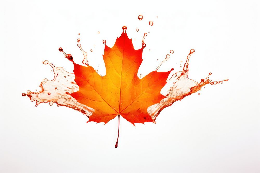 Maple leaf plant white background splattered. AI generated Image by rawpixel.