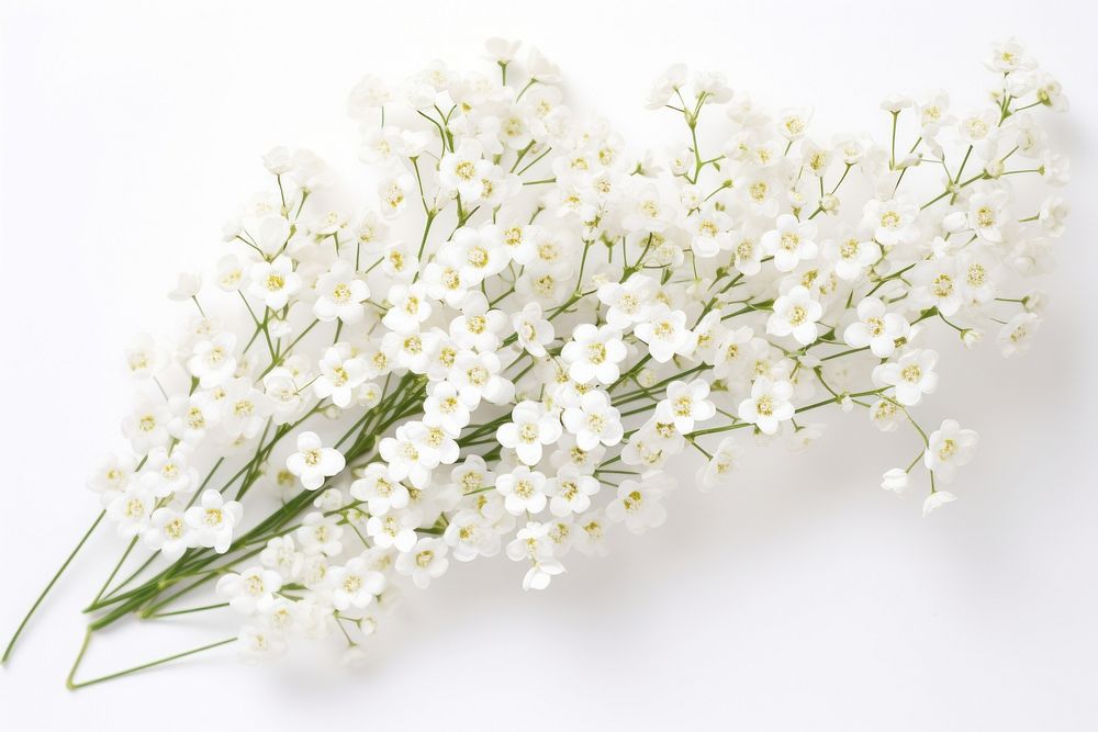 White gypsophila flowers blossom plant petal.