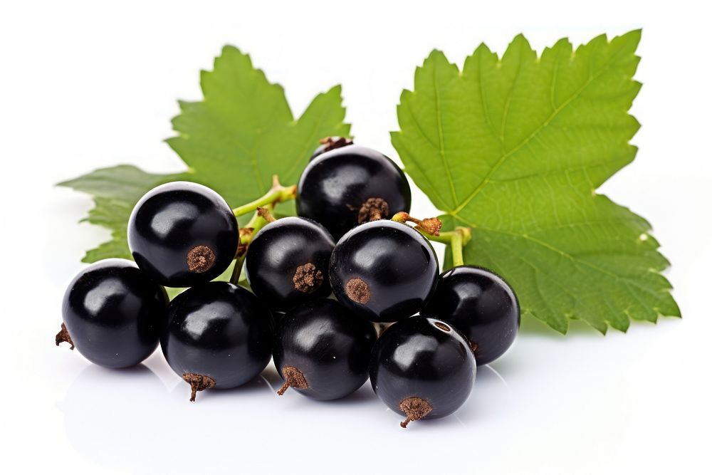 Three black currants leaf grapes berry.