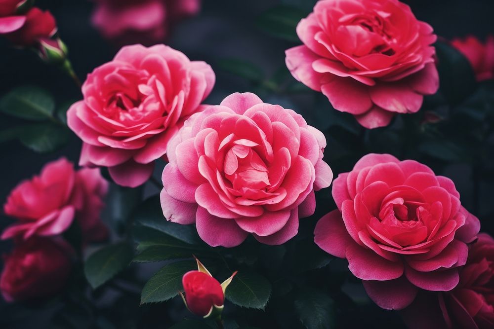 Rose flowers blossom petal plant.