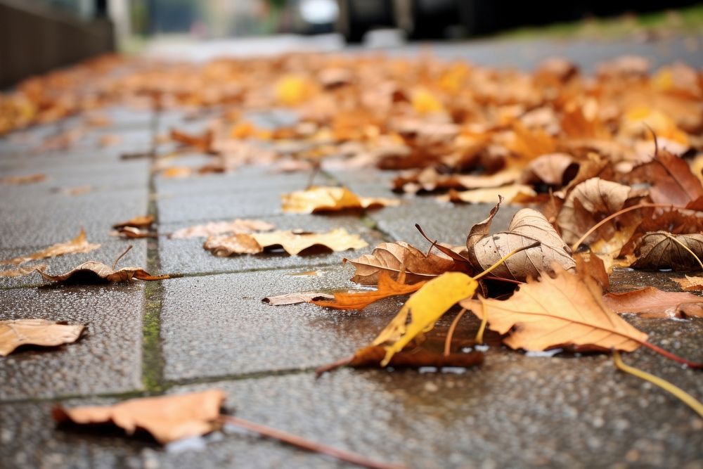 Autumn leaves sidewalk pavement street.