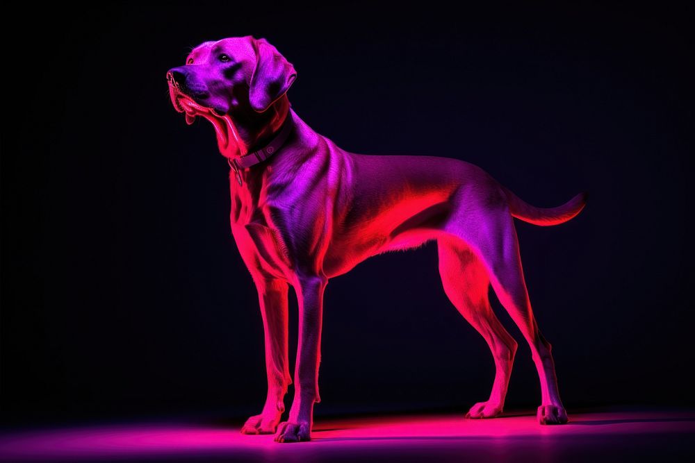 Dog animal mammal purple.