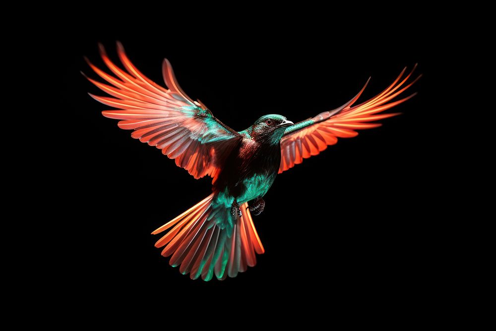 Bird flying hummingbird animal beak.