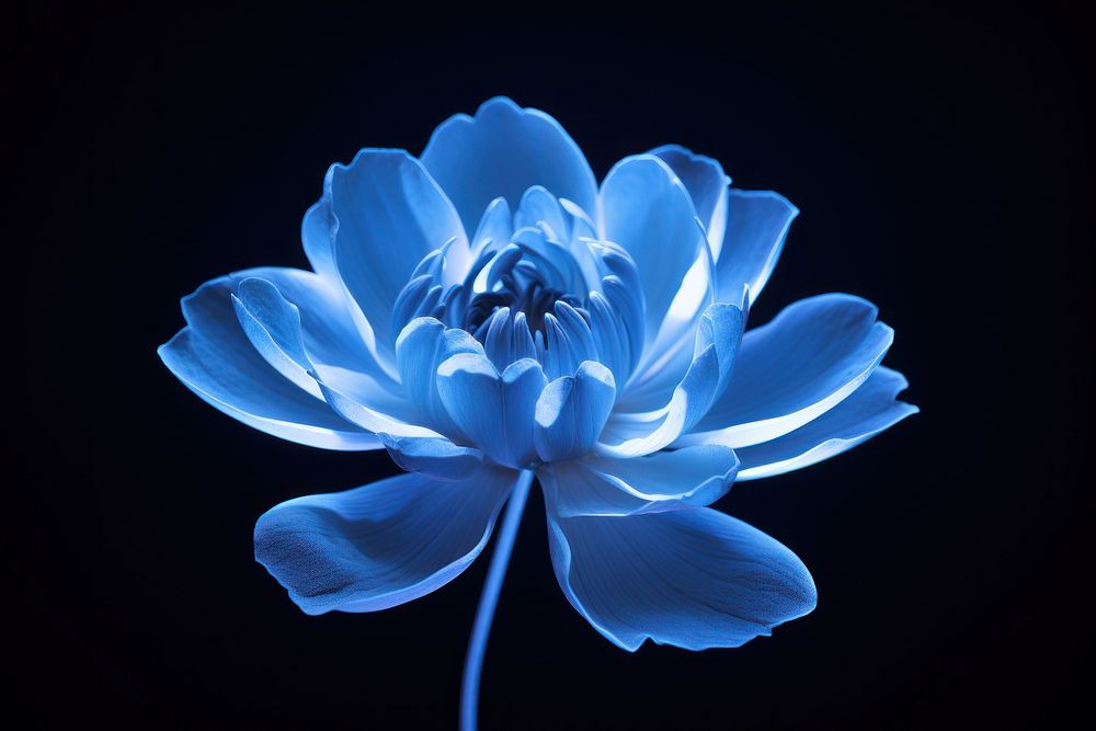 Photography of blue flower radiant silhouette blossom plant inflorescence.