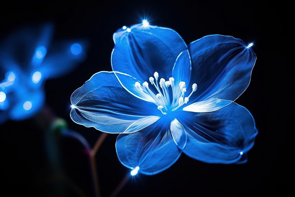Photography of blue flower radiant silhouette light inflorescence illuminated.
