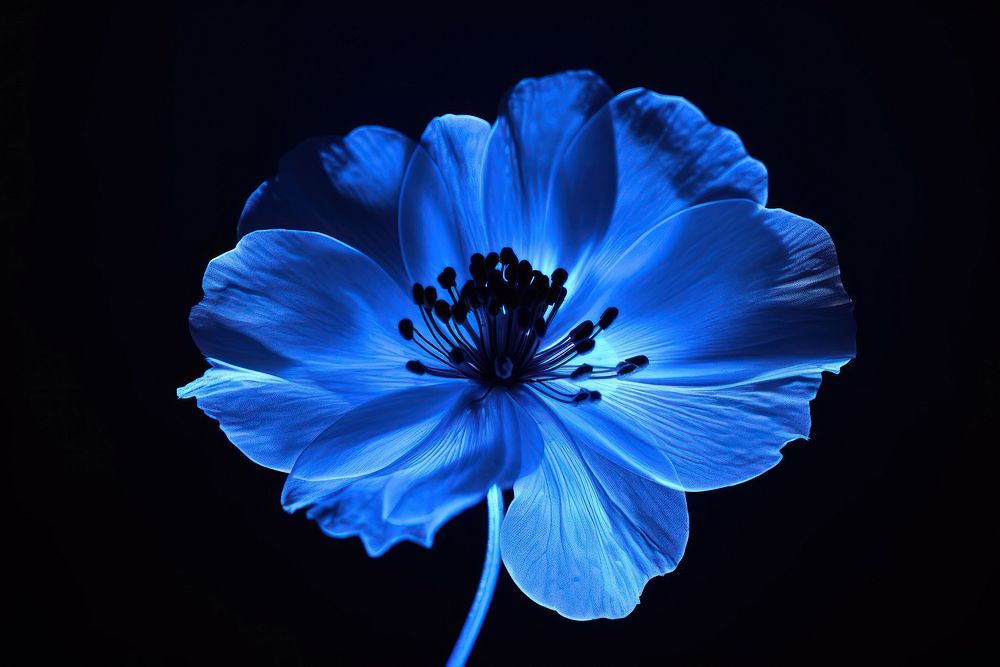 Photography of blue flower radiant silhouette inflorescence fragility freshness.