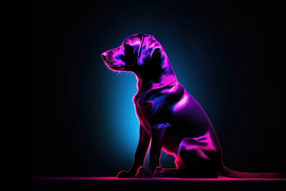 Photography of dog radiant silhouettes animal mammal purple.