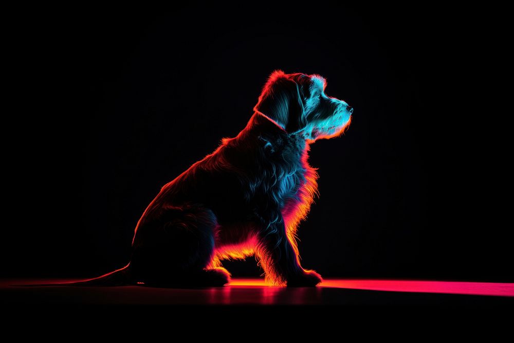 Photography of dog radiant silhouettes light animal mammal.