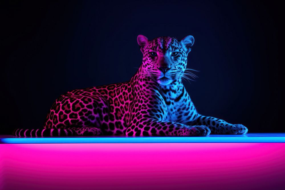 Leopard animal mammal purple.