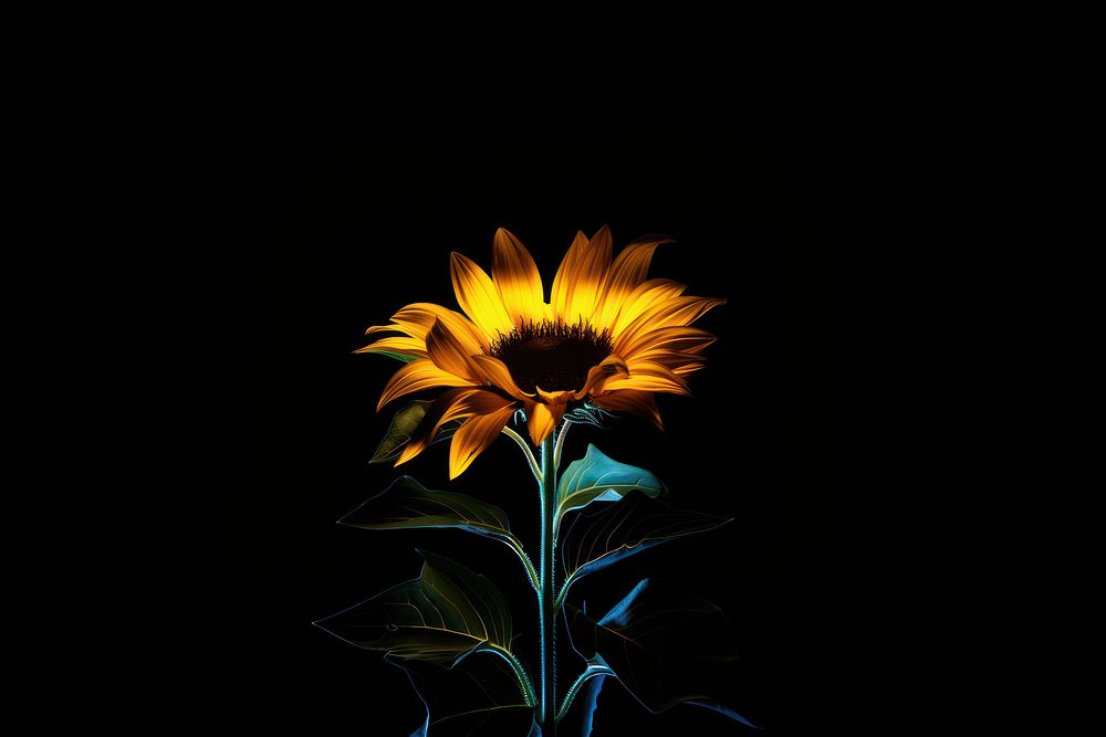 Photography of sunflower radiant silhouette petal plant light.