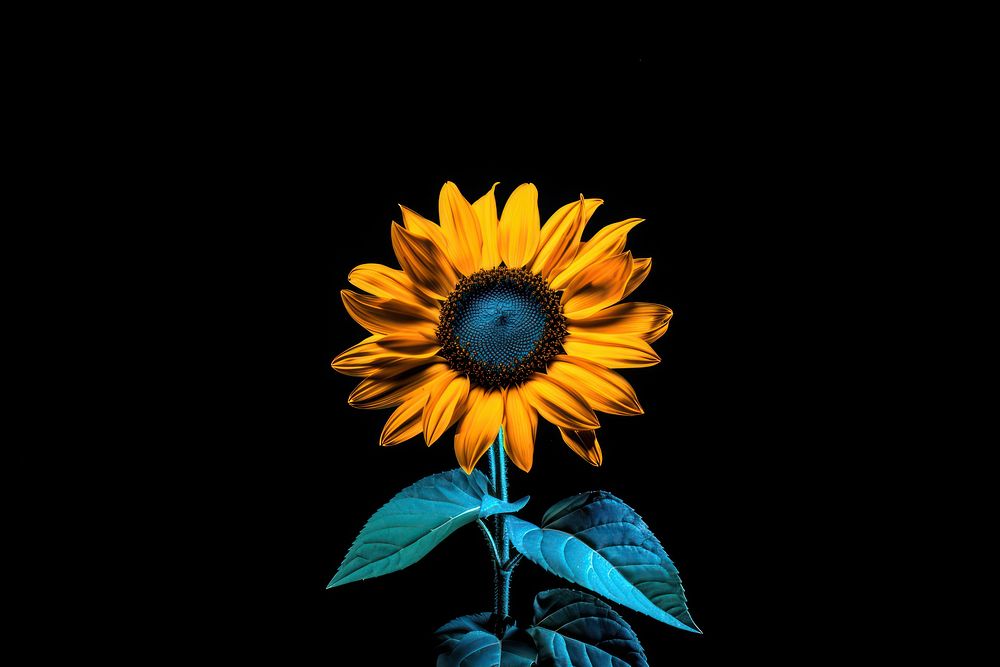 Photography of sunflower radiant silhouette petal plant inflorescence.