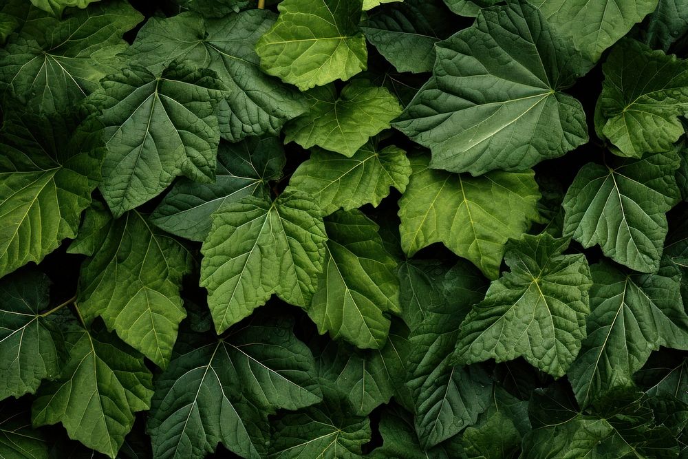 Leaves texture background backgrounds plant green. AI generated Image by rawpixel.