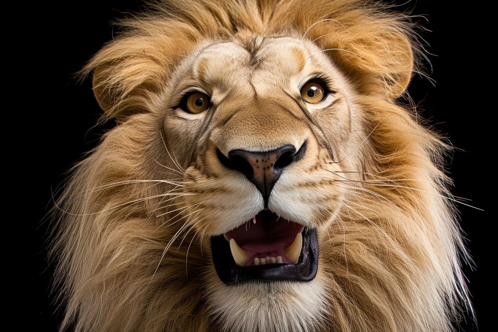 Selfie lion wildlife mammal animal.