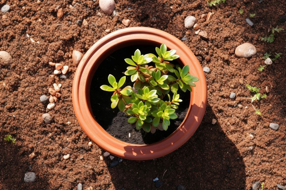 Plant pot in the garden outdoors nature soil.