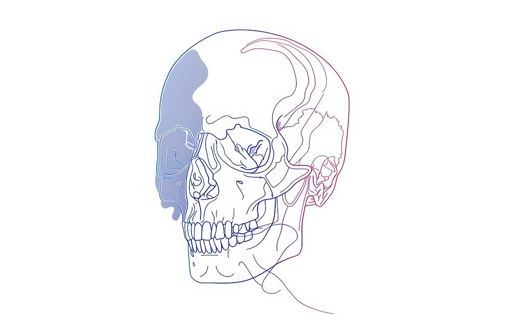 Skull drawing sketch line.