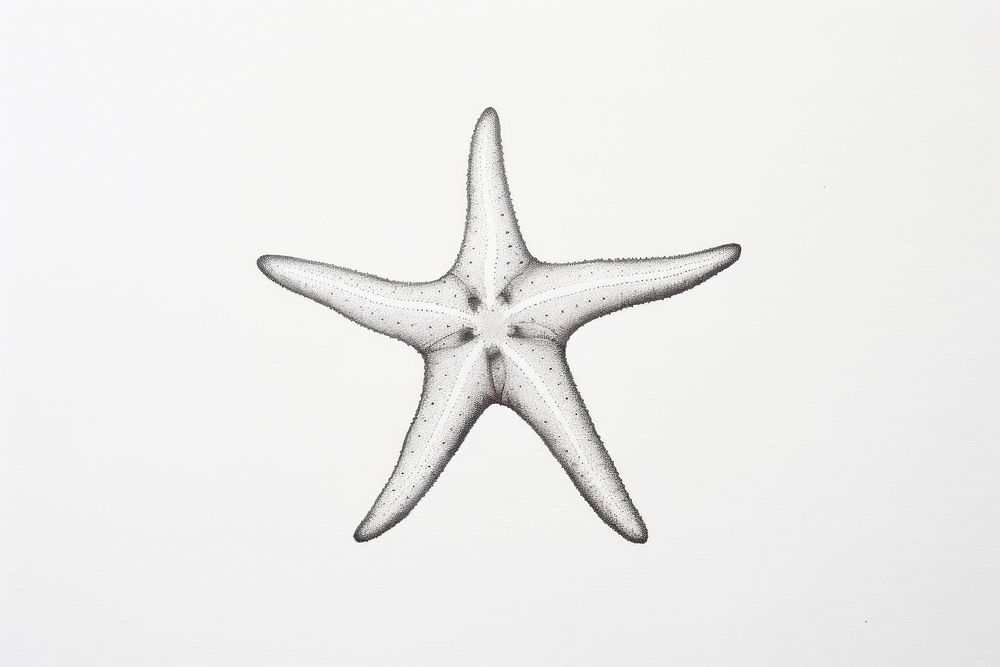 Starfish drawing white background invertebrate.