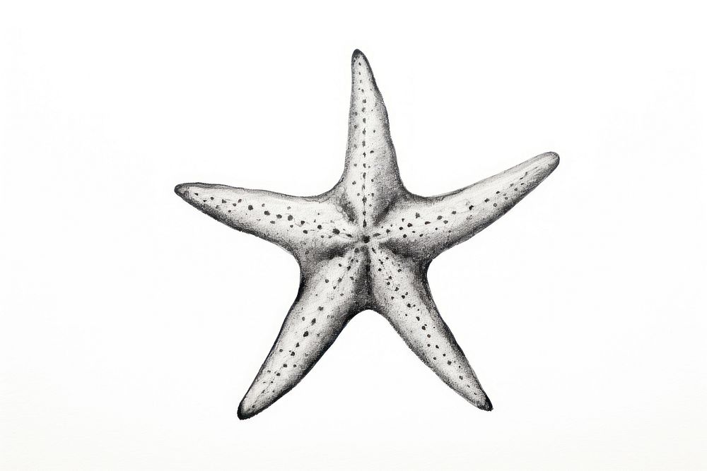 Starfish animal white background invertebrate.