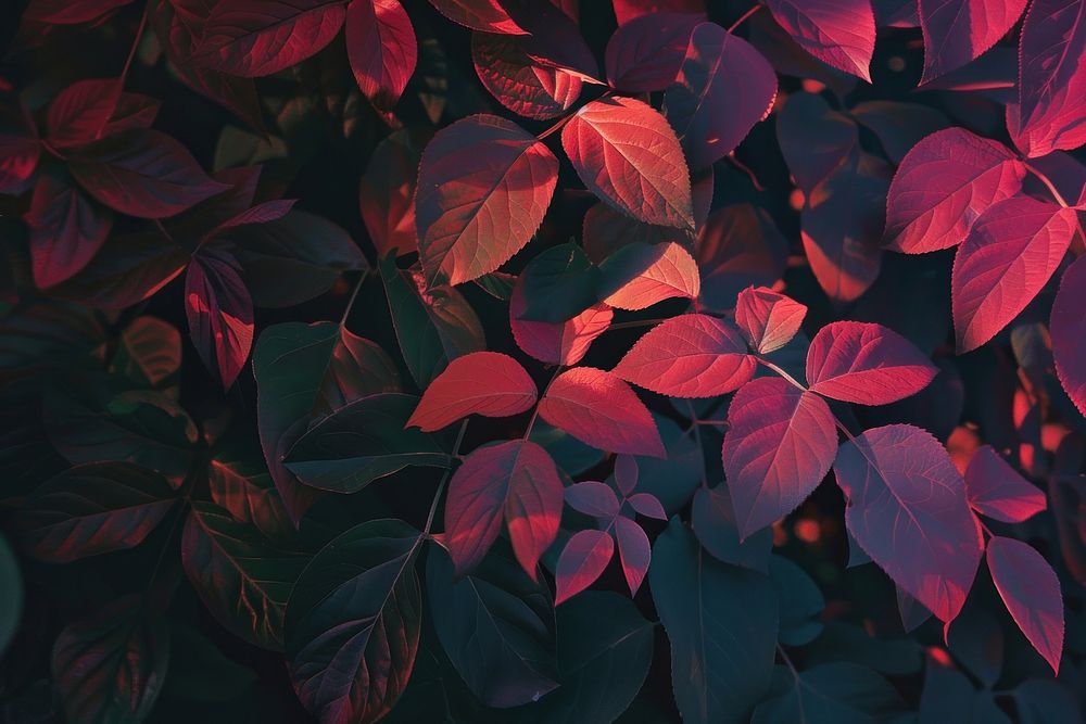 Dark background backgrounds plant leaf.