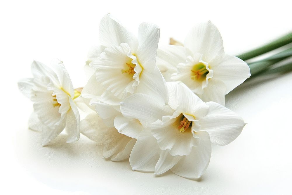 White flower narcissus blossom plant.