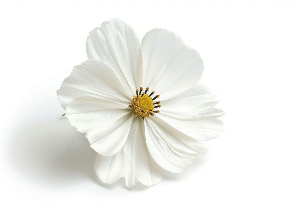 White flower blossom petal plant.