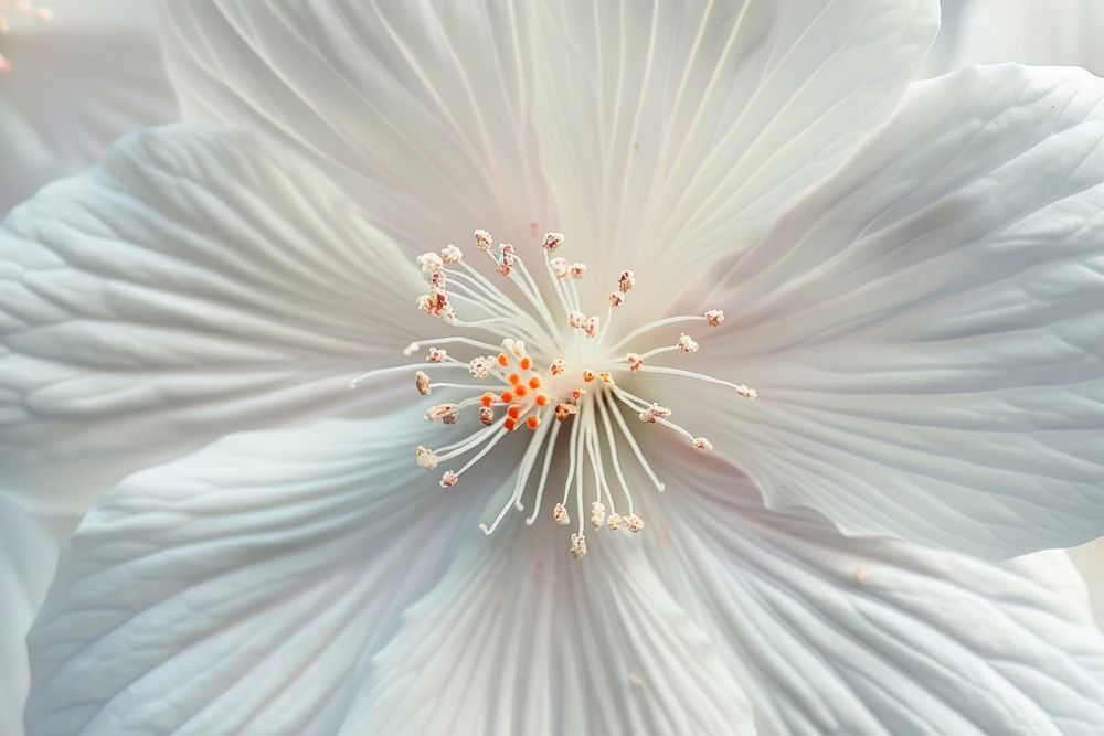 White flowers petal blossom pollen.