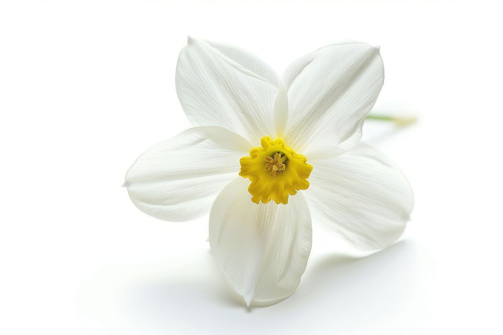 White Flower flower daffodil blossom.