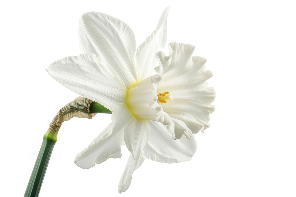 White Flower flower daffodil blossom.