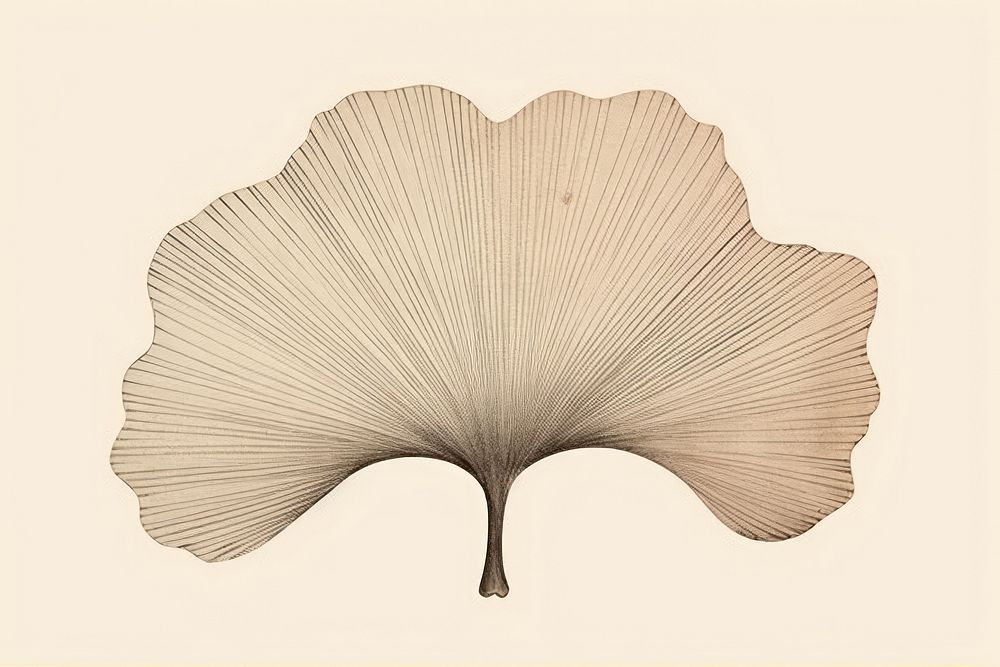 Traditional japanese ginkgo leaf drawing sketch invertebrate.