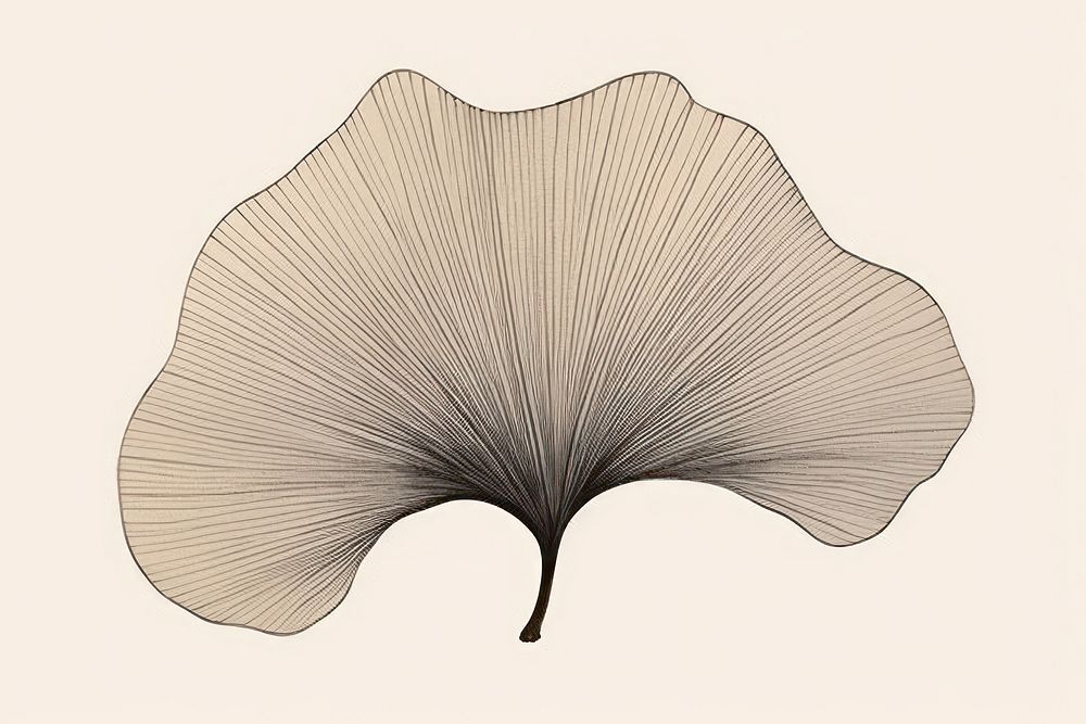 Traditional japanese ginkgo leaf drawing sketch plant.