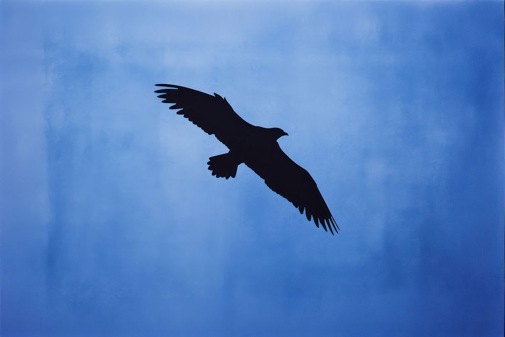 Blue bird silhouette vulture.