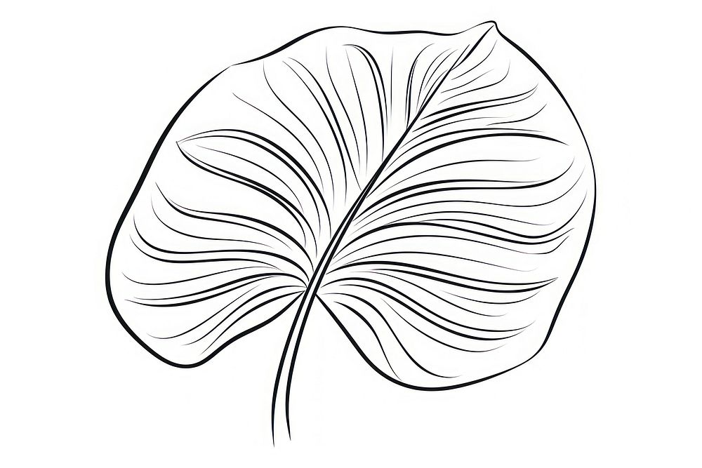 A monstera sketch drawing plant.