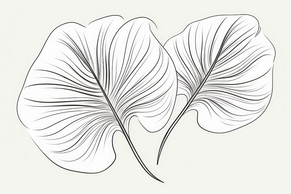 A monstera sketch drawing line.