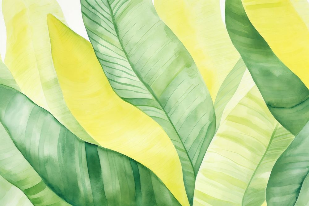 Banana leaf backgrounds abstract plant.