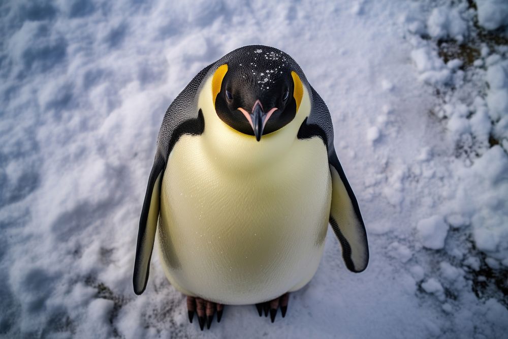 Emperor penguin looking up at camera animal bird wildlife.