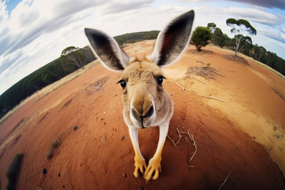 Kangaroo looking up at camera animal mammal wildlife.