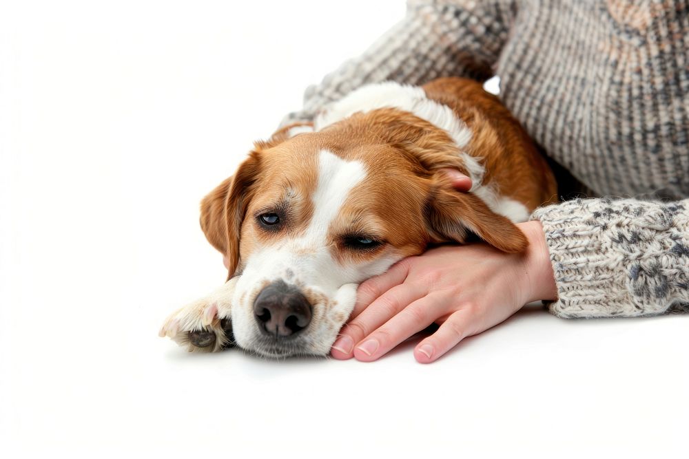 Dog mammal animal beagle.