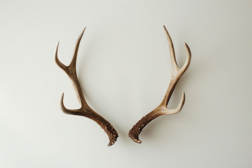 Antlers antler animal white background.