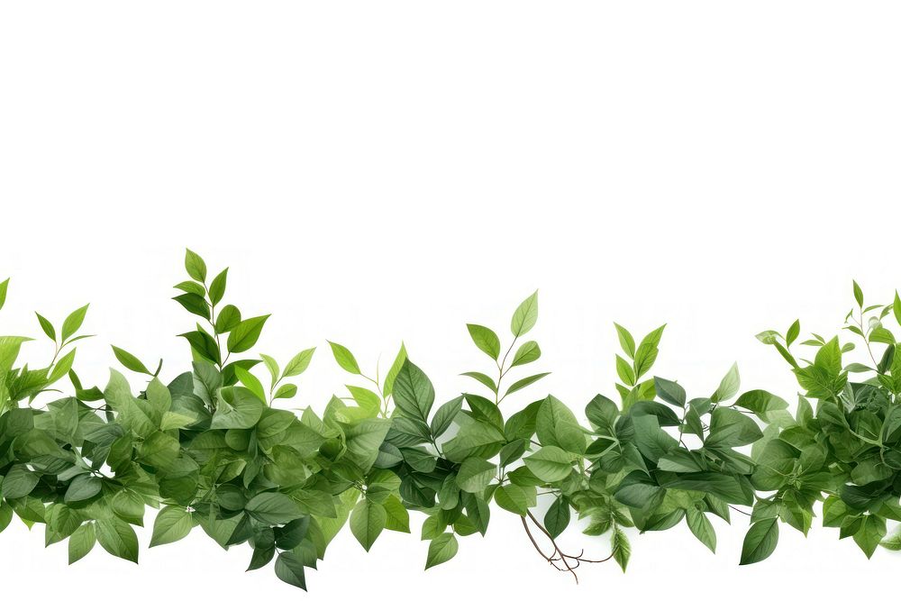 Plant green herbs leaf.