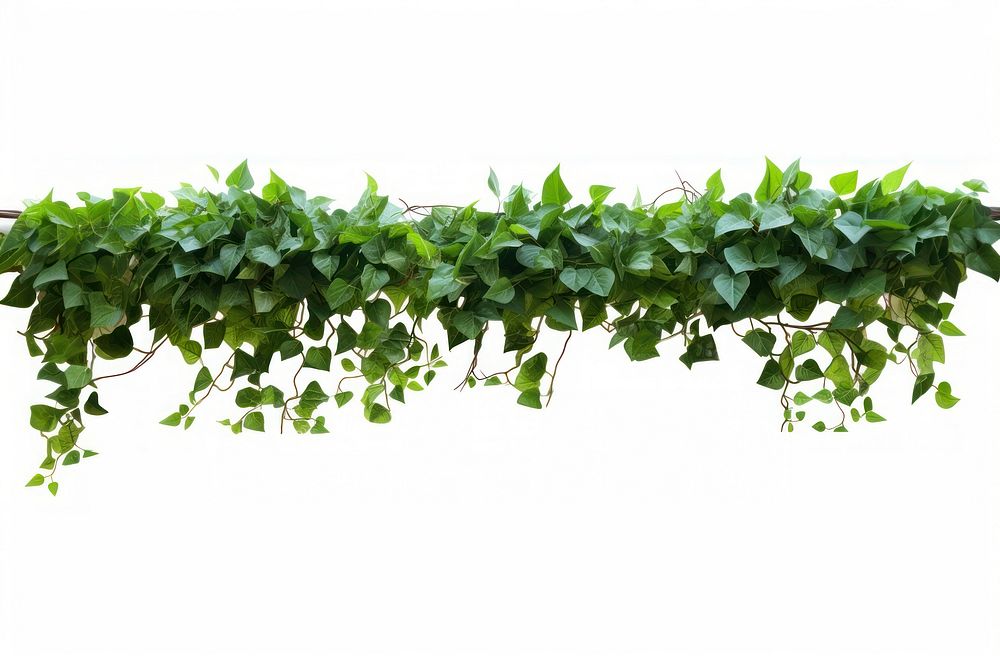 Plant green ivy freshness.