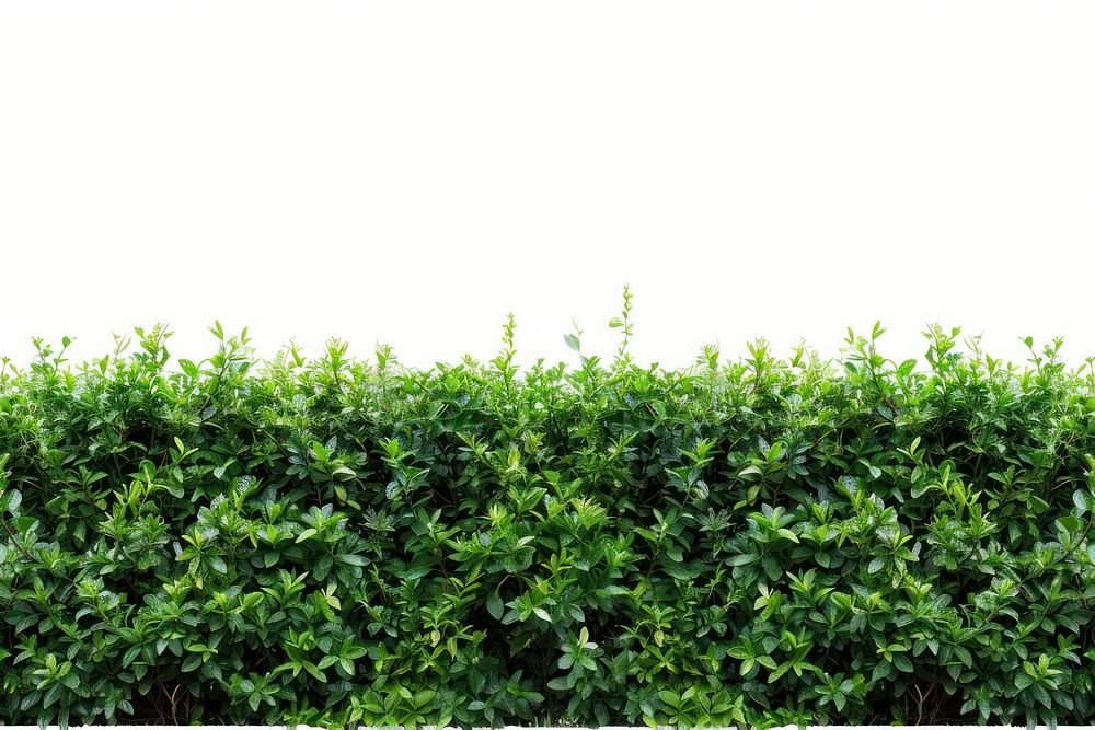 Backgrounds plant hedge green.
