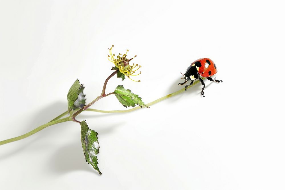 Ladybird animal insect flower.